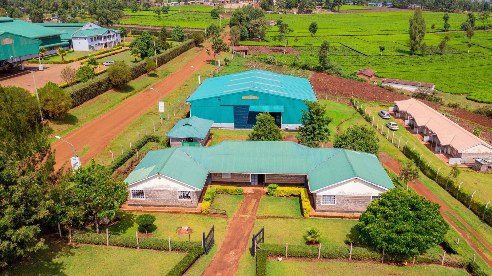 Tea processing