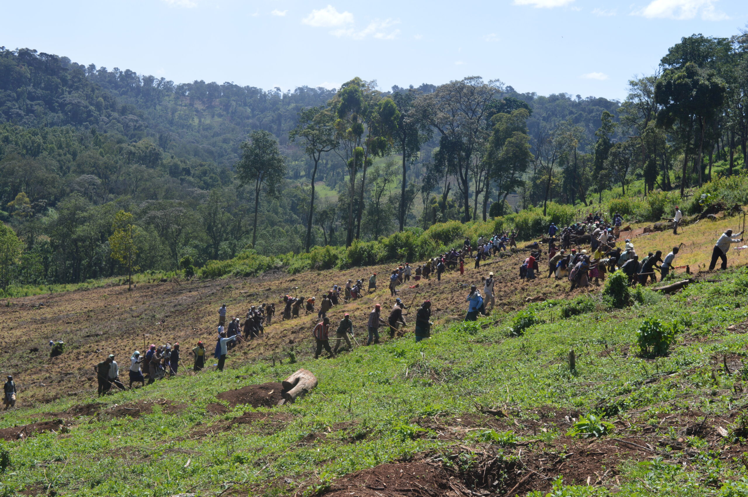 Forest Protection
