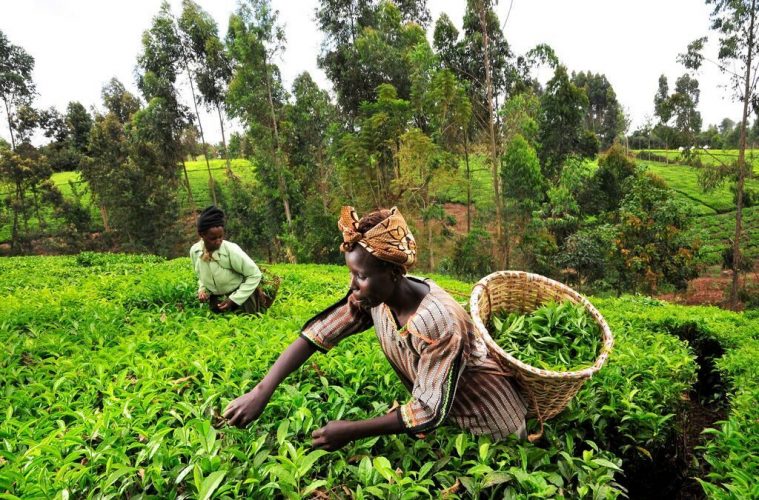 Kenyan-tea-worker-1024x680-1-759x500