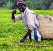 tea-in-kenya-investing-in-farmers-full
